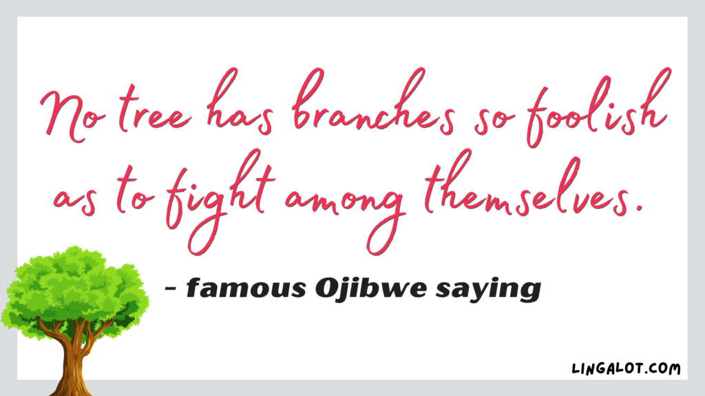 Famous Ojibwe saying which reads 'no tree has branches so foolish as to fight among themselves'.