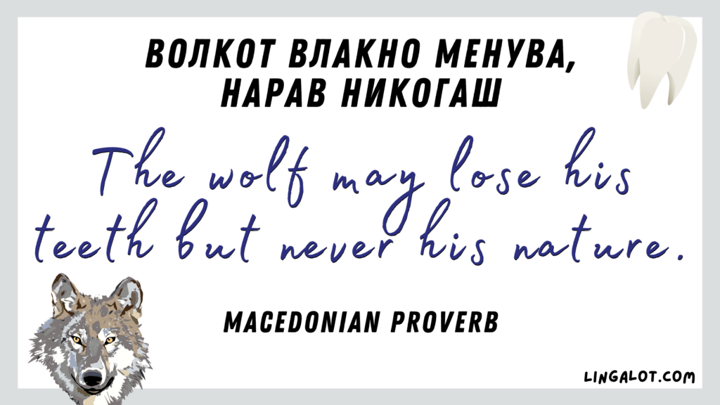 Famous Macedonian proverb which reads 'the wolf may lose his teeth but never his nature'.