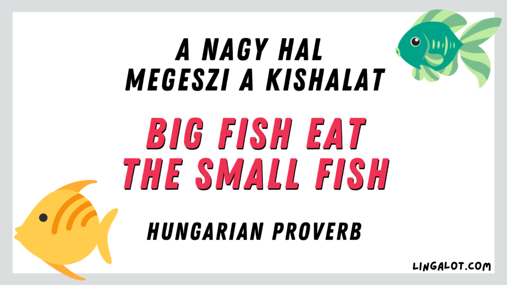 Hungarian proverb which reads 'big fish eat the small fish'.